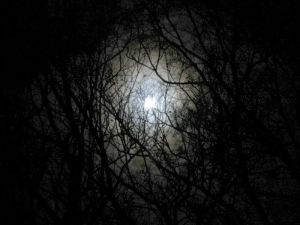 Darkness-forest-night-image